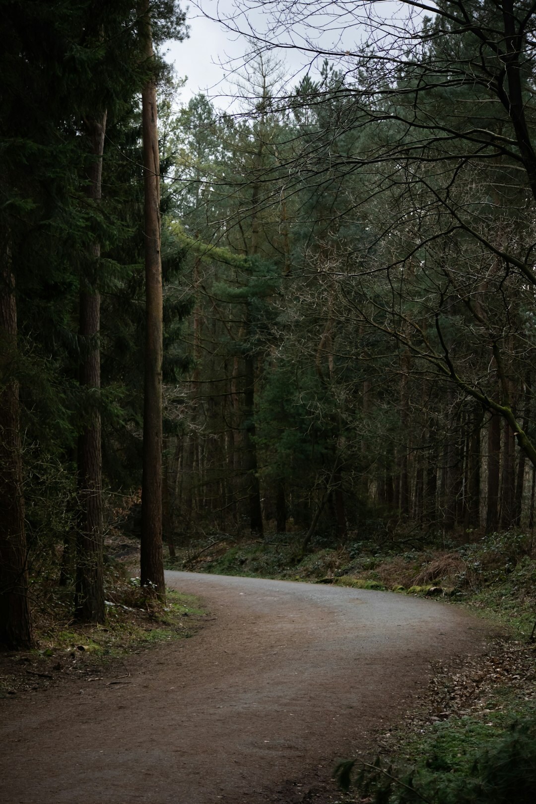 dark forest path