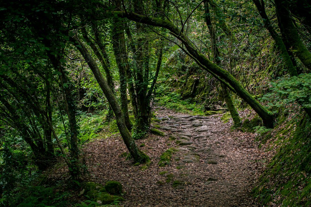 twisted path in forest